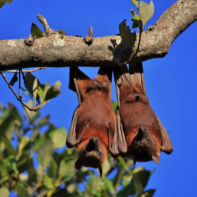 Why Professional Bird And Bat Pest Control Is Necessary