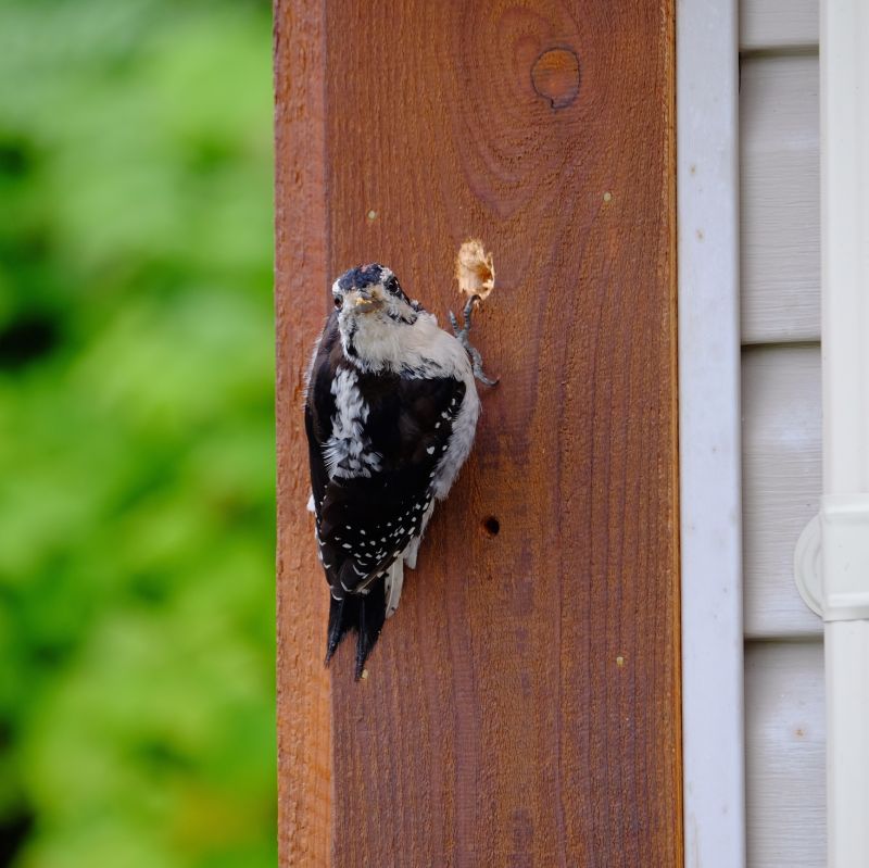 Contact About Woodpecker Removal